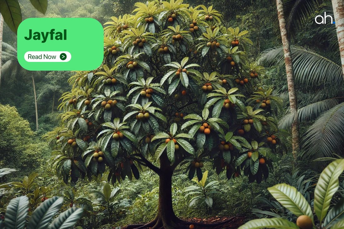 10 Ayurvedic Benefits of Jatiphala/Jayphala