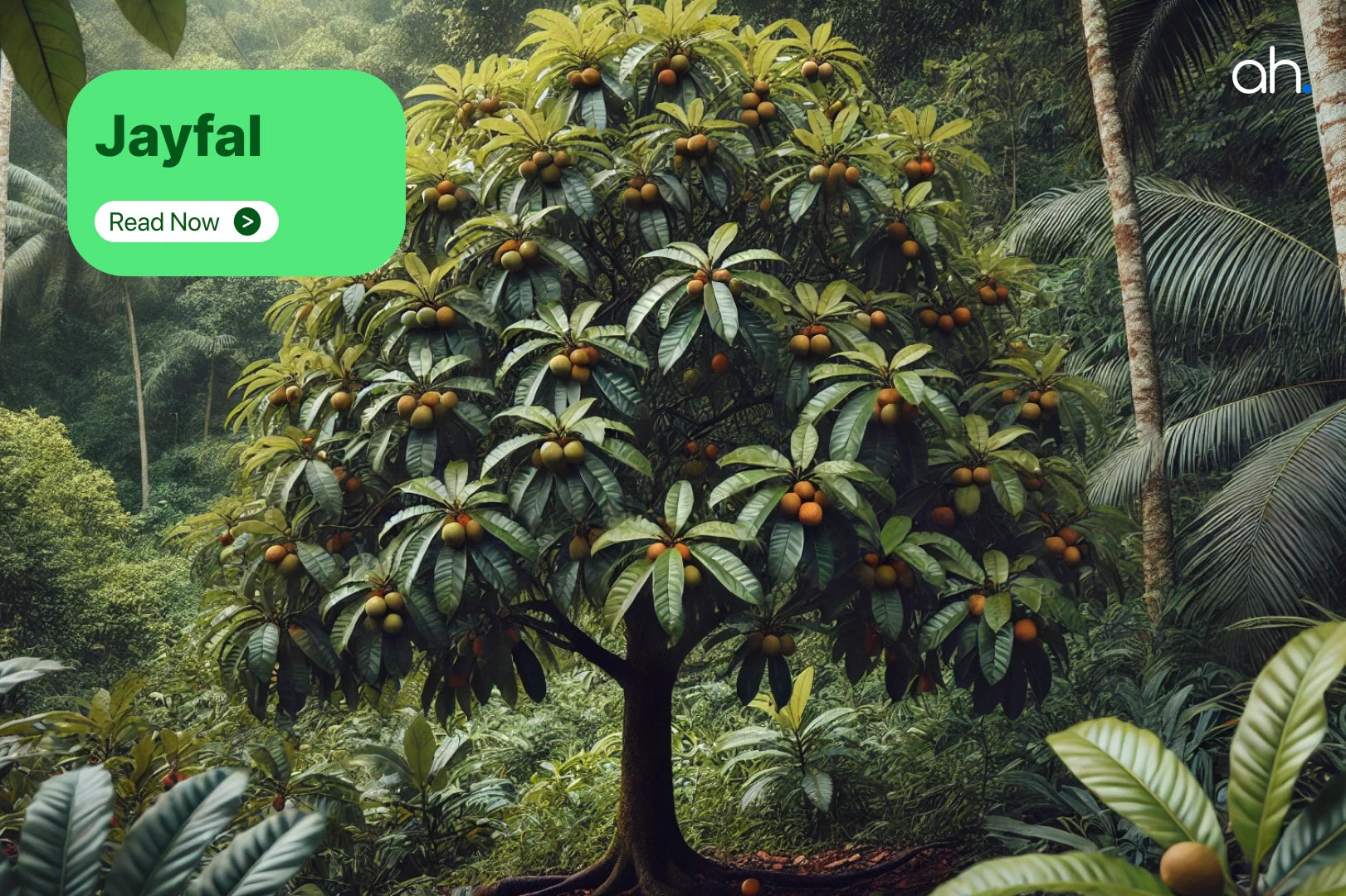 10 Ayurvedic Benefits of Jatiphala/Jayphala