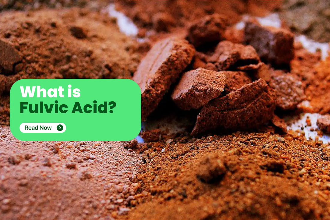 Fulvic acid, classified as a humic substance, is a naturally occurring compound found in soils, compost, marine sediments, and even sewage.