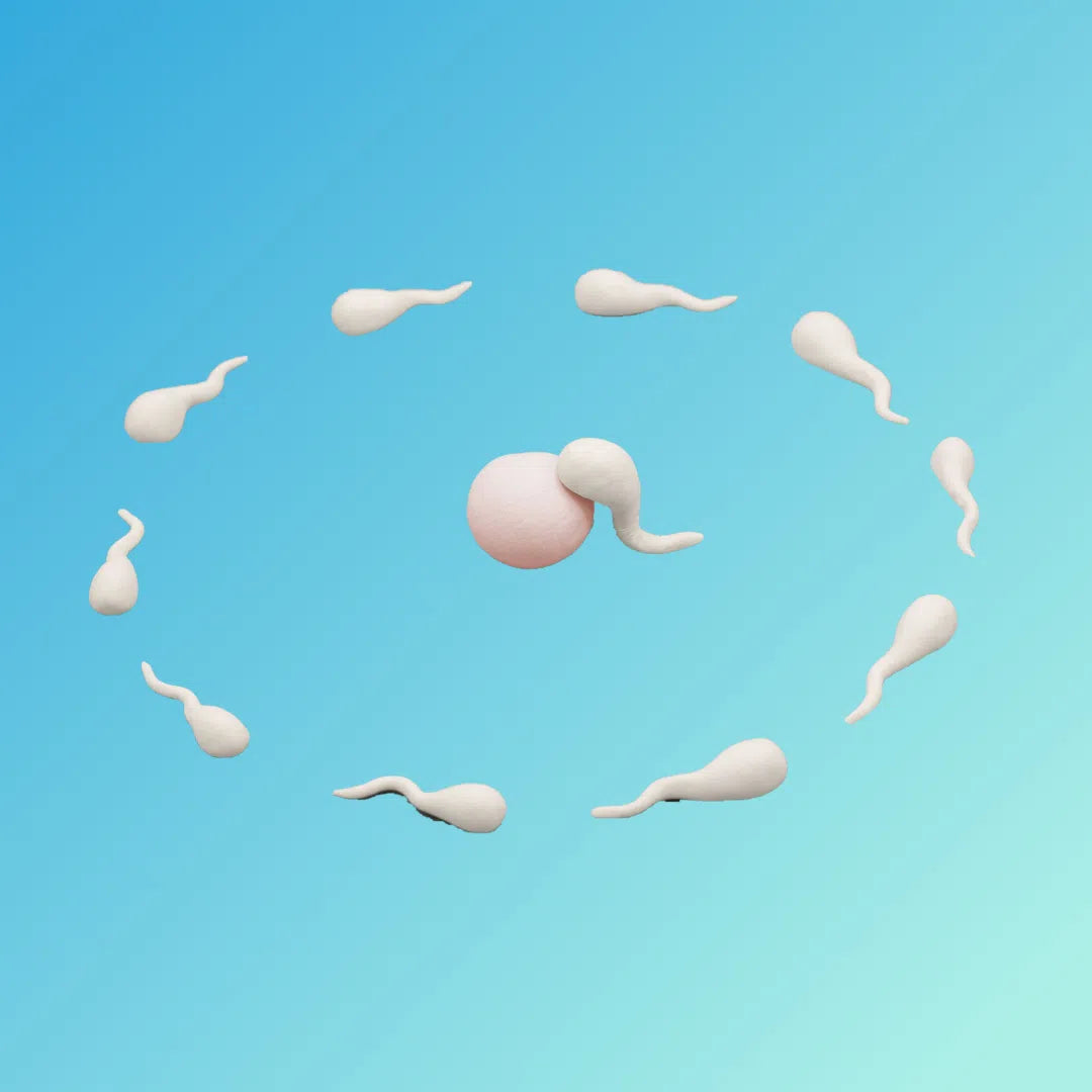 Sperm Health