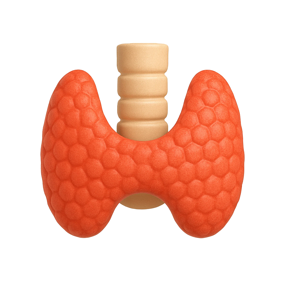 con_thyroid.webp