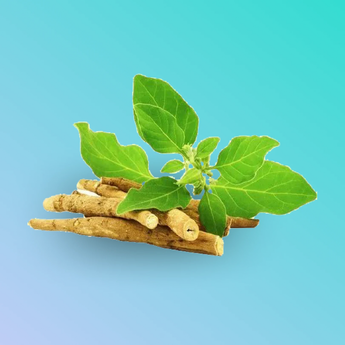 Herbal Supplements