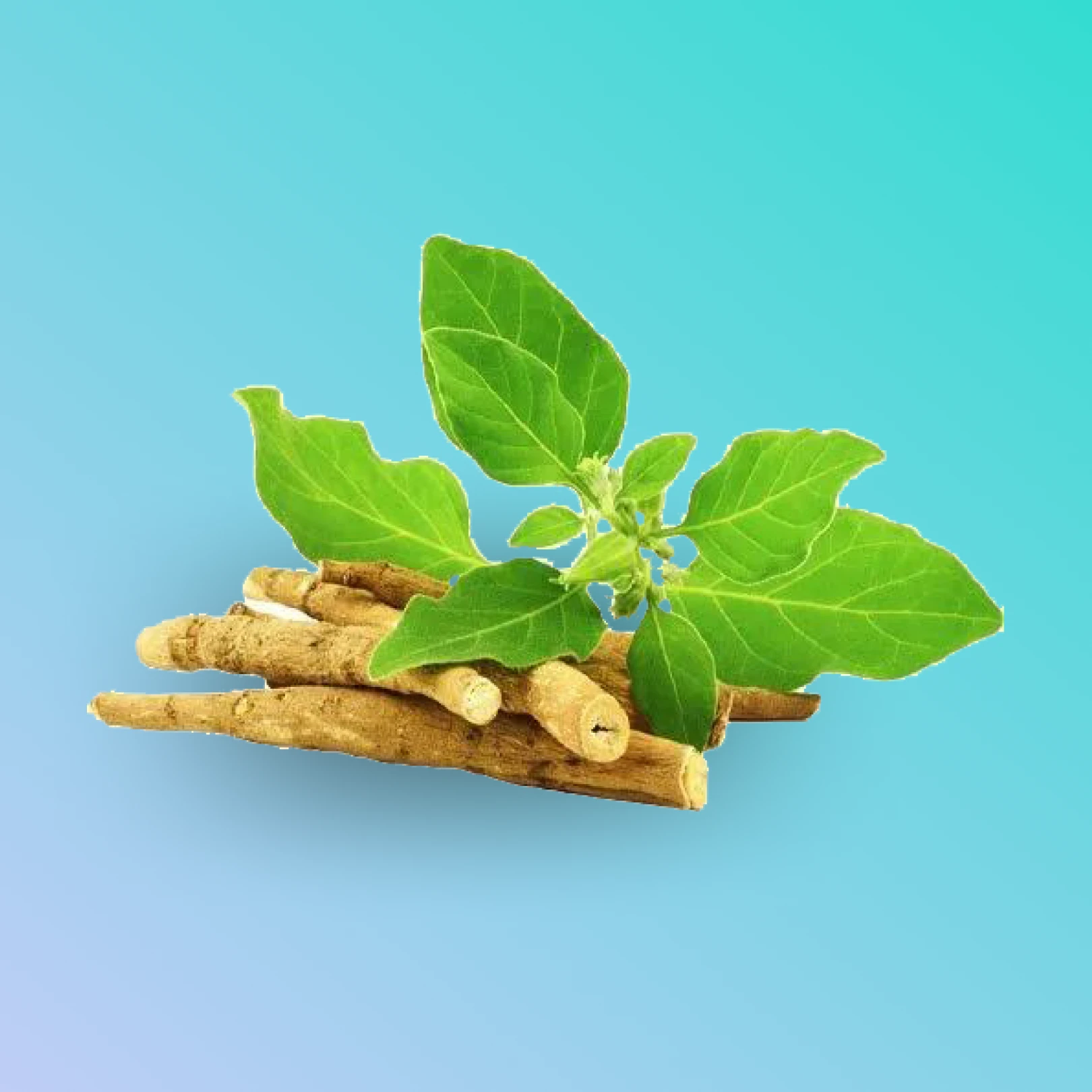 Herbal Supplements